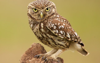 owl