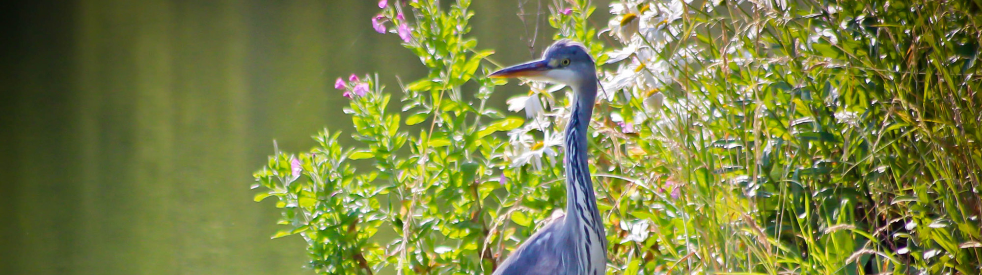 Heron by Ben 2