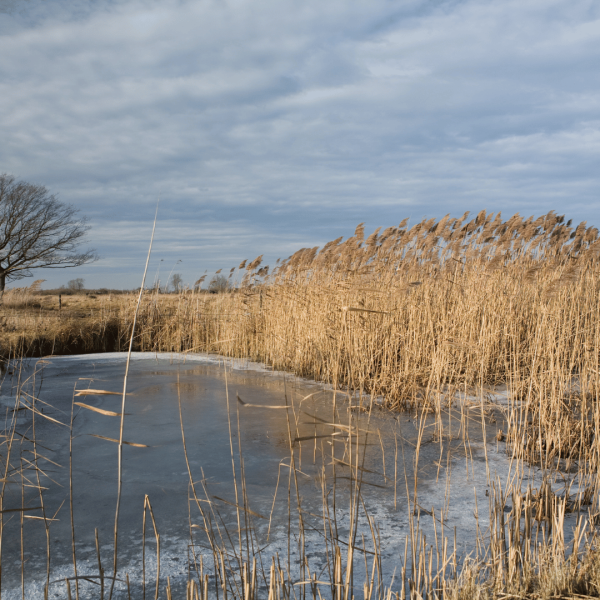 Cambridgeshire Fens